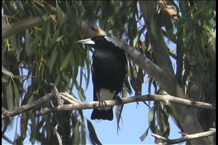 Magpie, Australian 1