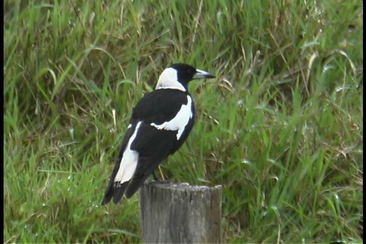 Magpie, Australian 10