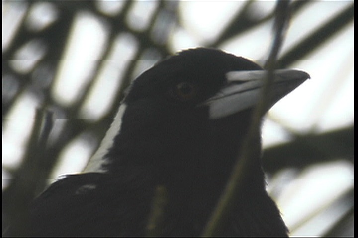 Magpie, Australian 1