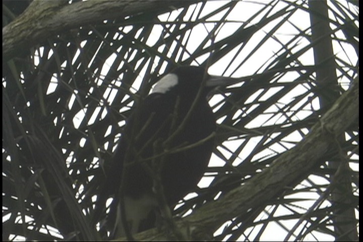 Magpie, Australian 2