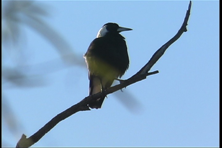 Magpie, Australian 3