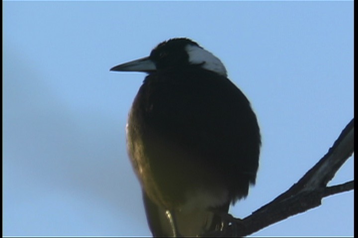 Magpie, Australian 4