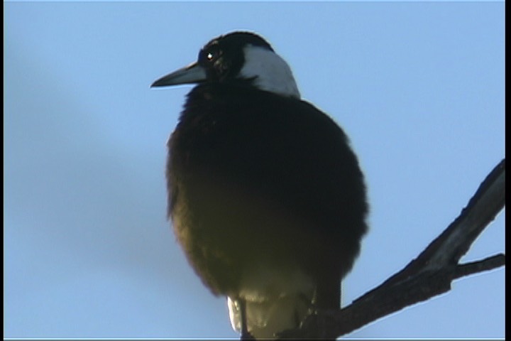 Magpie, Australian 5