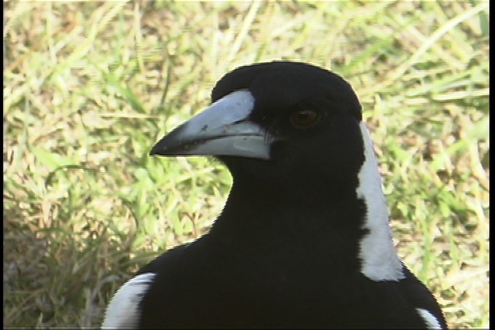 Magpie, Australian 6