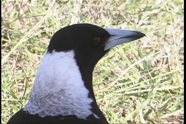 Magpie, Australian 7