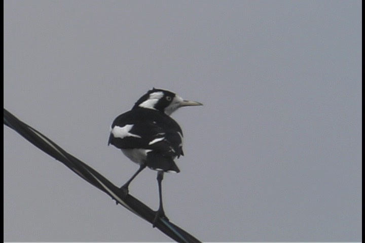 Magpie-lark 1