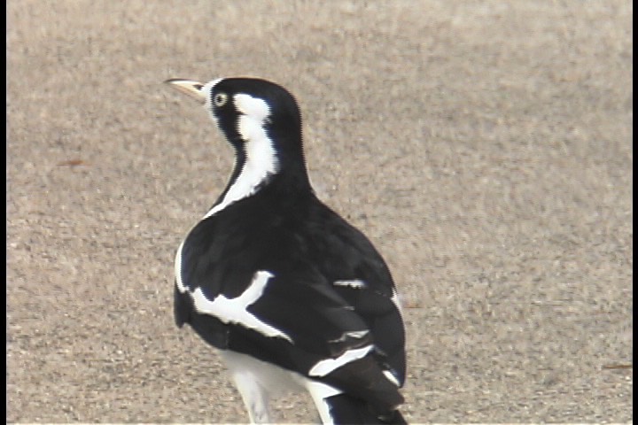 Magpie-lark 2