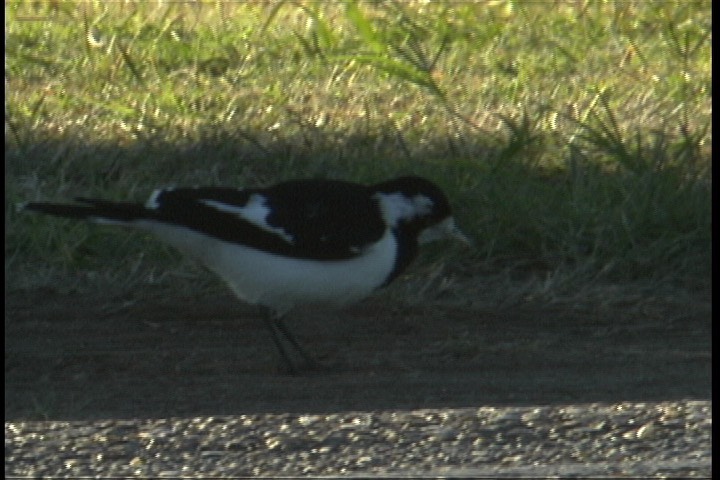 Magpie-lark 3