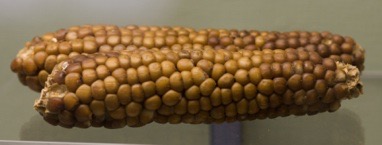 maize - mesa verde