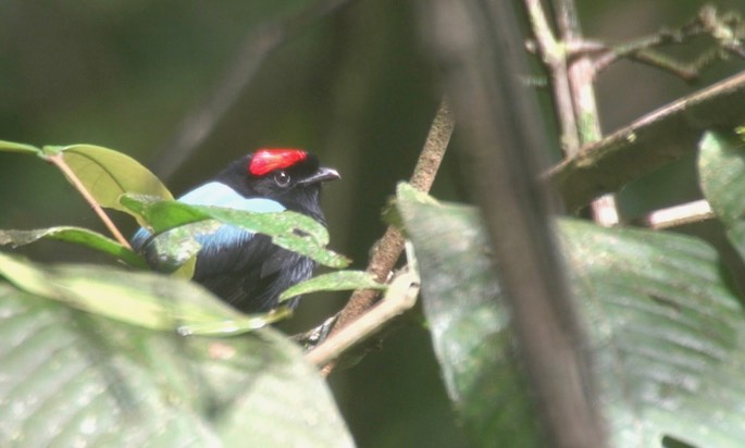 Manakin, Blue-backed