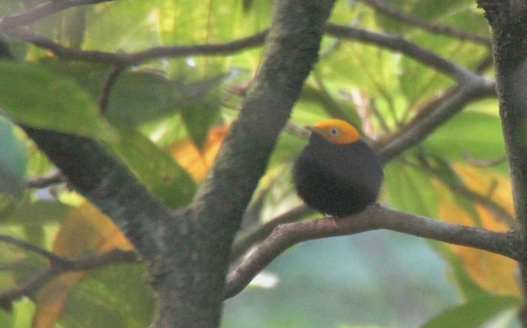 Manakin, Golden-headed 1