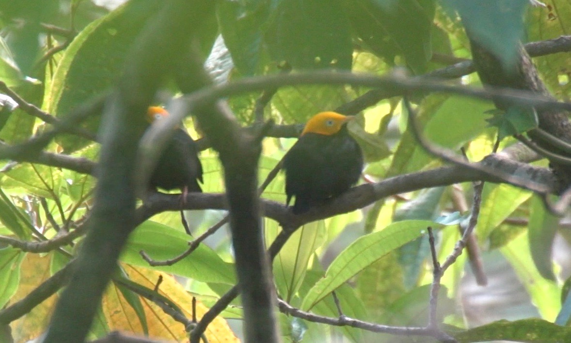 Manakin, Golden-headed