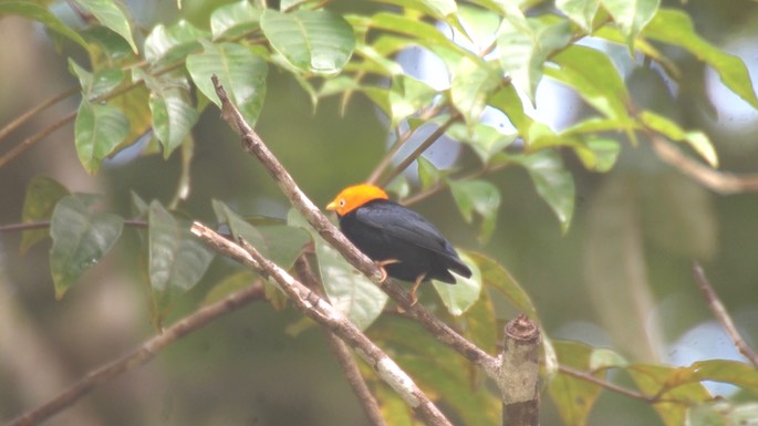 Manakin, Golden-headed 4