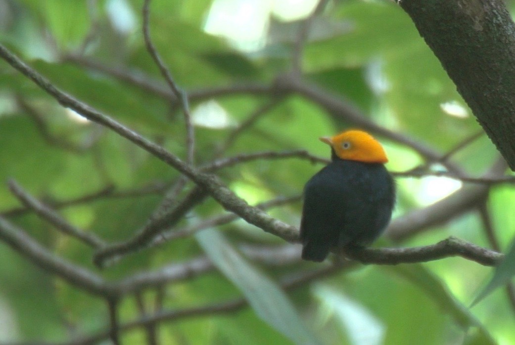 Manakin, Golden-headed 5