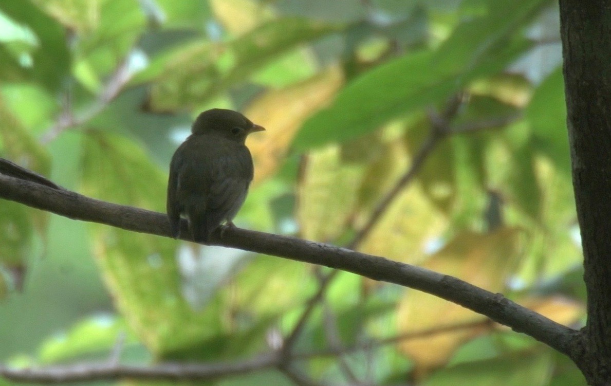 Manakin, Golden-headed 6