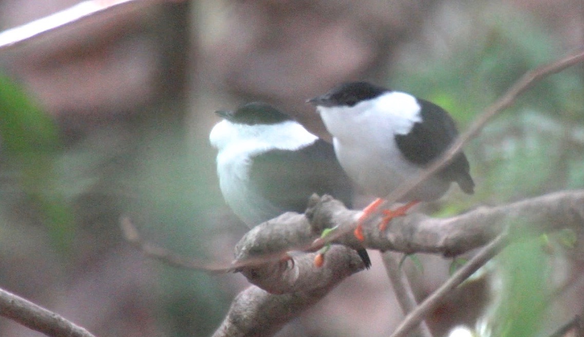 Manakin, White-bearded 1