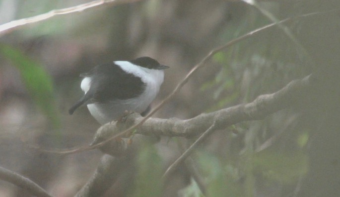 Manakin, White-bearded 2