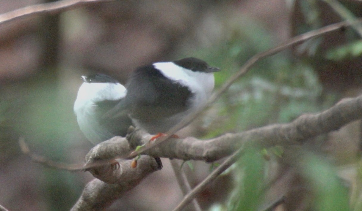 Manakin, White-bearded