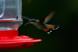 Mango, Black-throated