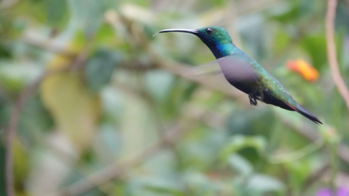 Mango, Black-throated