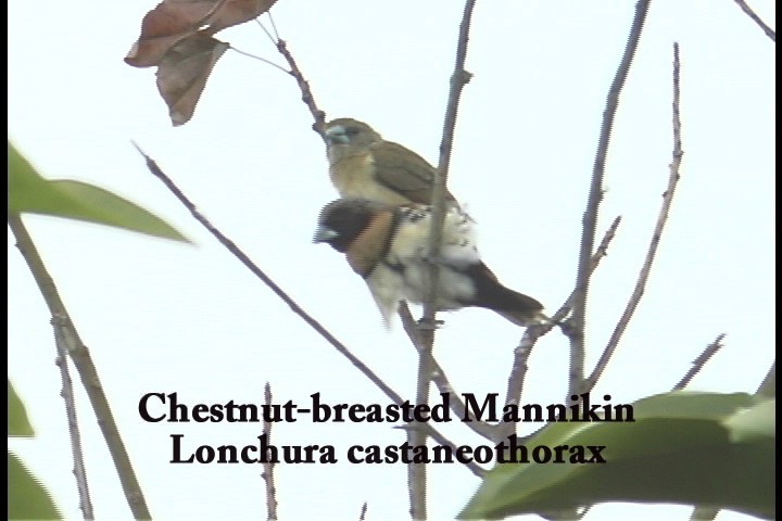 Mannikin, Chestnut-breasted 1