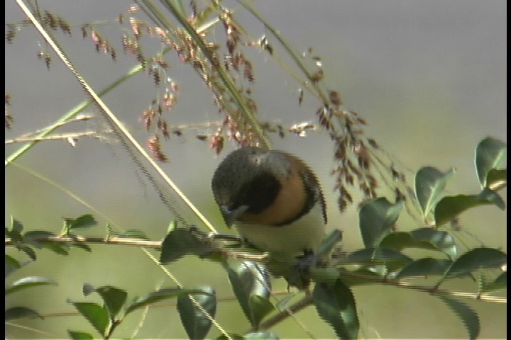 Mannikin, Chestnut-breasted 1