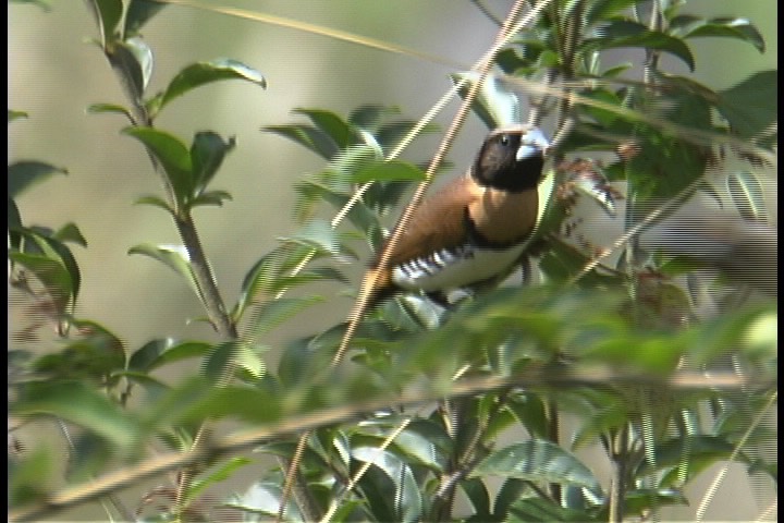 Mannikin, Chestnut-breasted 3