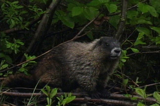 Marmot, Hoary 1