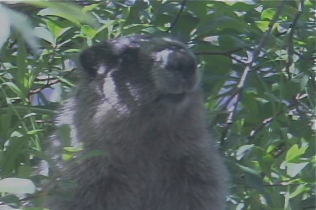 Marmot, Hoary 2