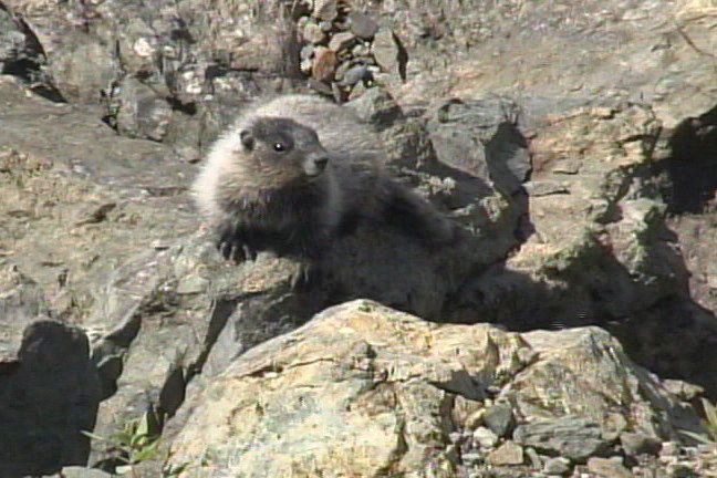 Marmot, Hoary 6