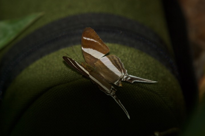 Marpesia orsilochus, Orsilochus Daggerwing1