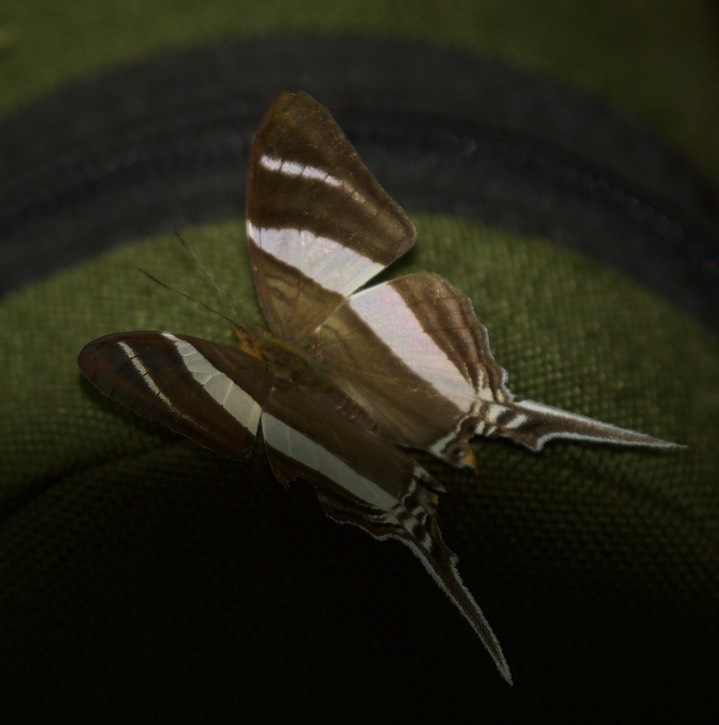 Marpesia orsilochus, Orsilochus Daggerwing2