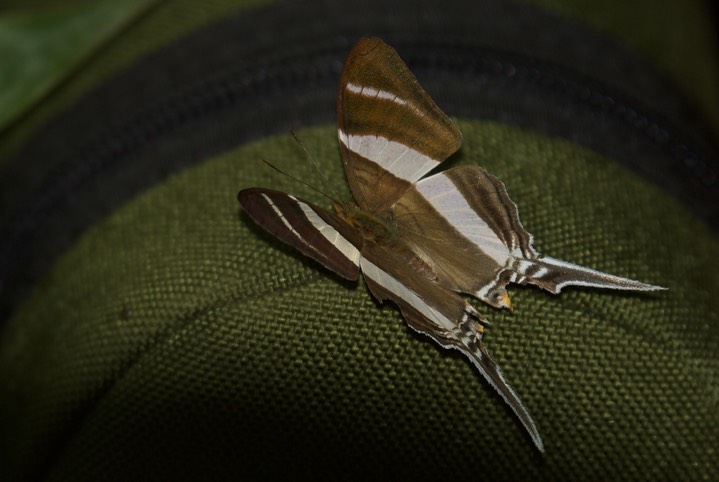 Marpesia orsilochus, Orsilochus Daggerwing3