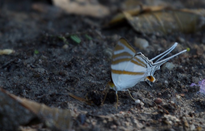 Marpesia orsilochus1