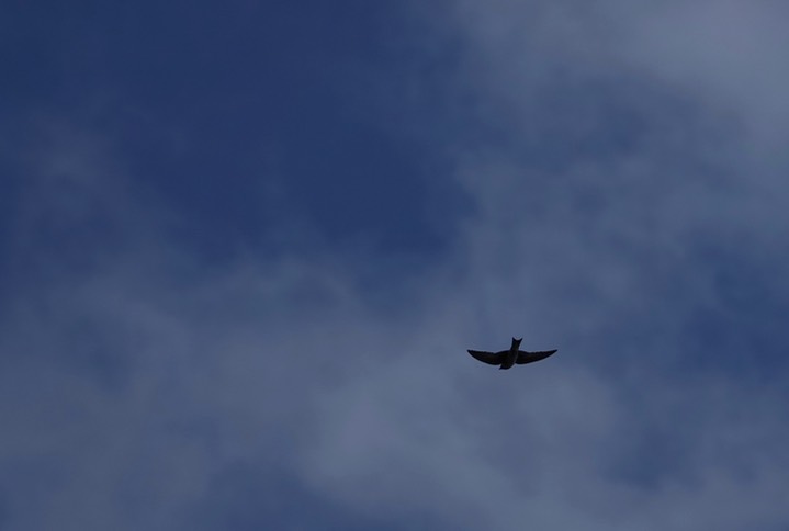 Martin, Gray-breasted Progne chalybea