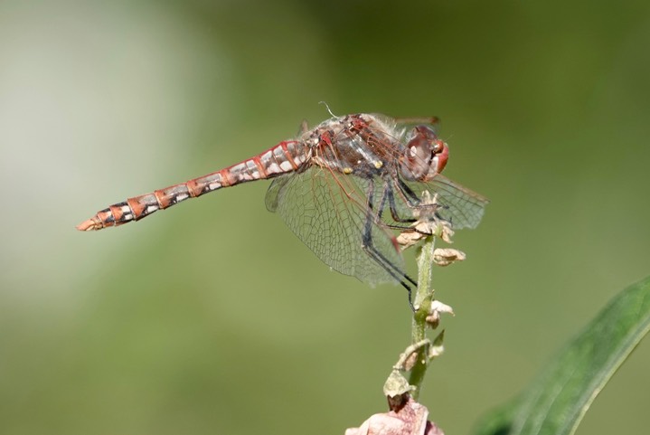 Meadowhawk,Variegated7