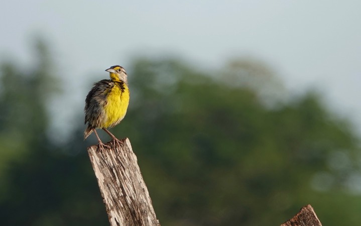 Meadowlark, Eastern. Sturnella magna1