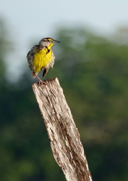 Meadowlark, Eastern. Sturnella magna2