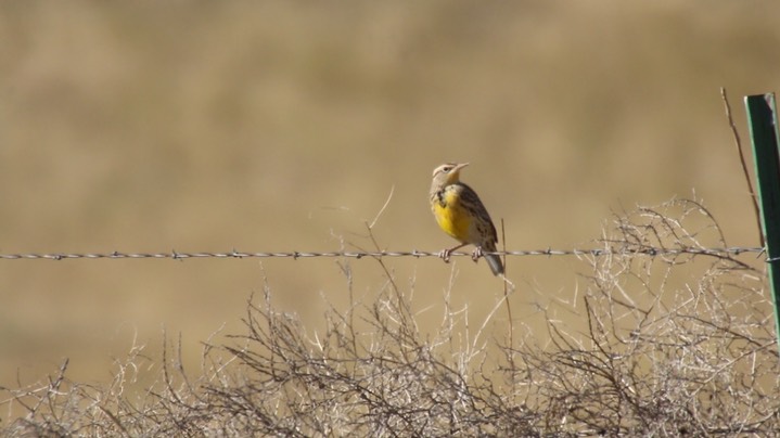 Meadowlark, Western (Montana)