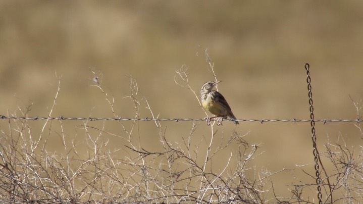 Meadowlark, Western (Montana) 1