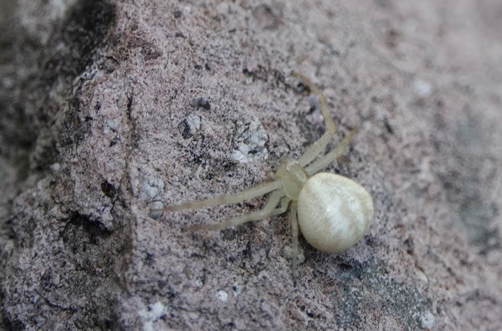 Mecaphesa sp.