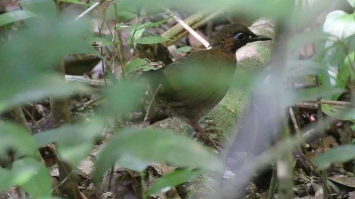Mexican Antthrush