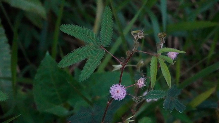 Mimosa puncta f1