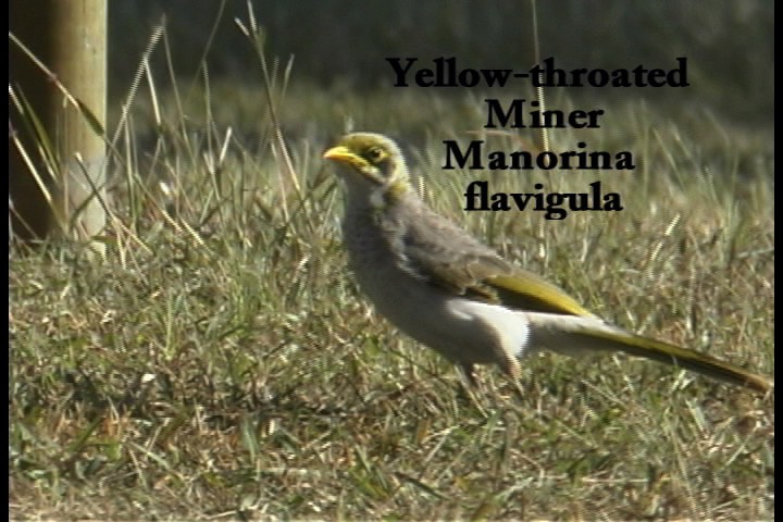 Miner, Yellow-throated 1