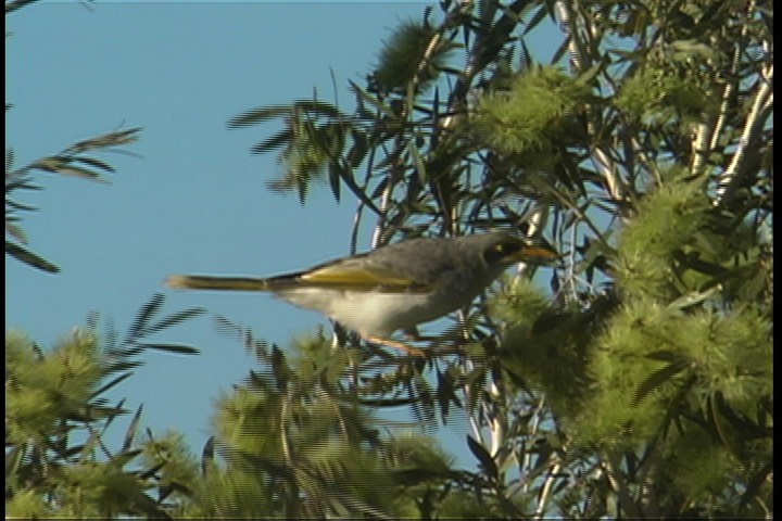 Miner, Yellow-throated 2