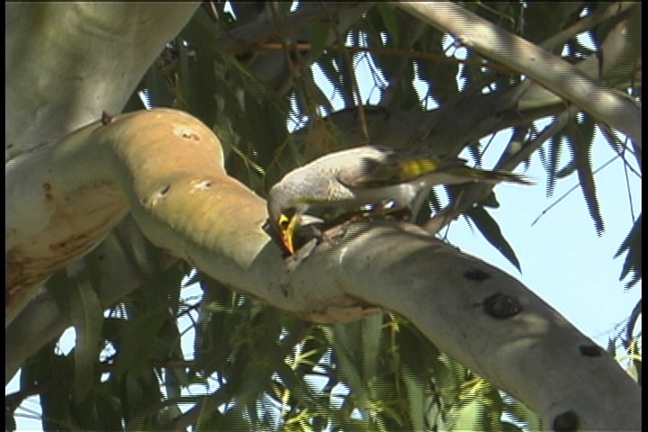 Miner, Yellow-throated 3