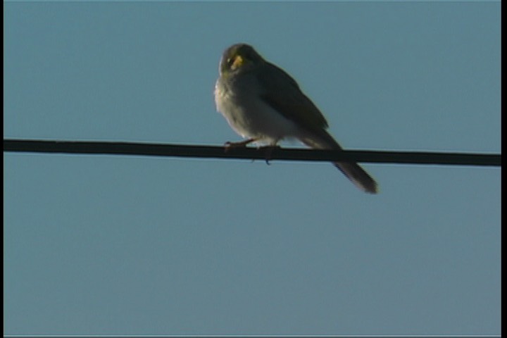 Miner, Yellow-throated 3