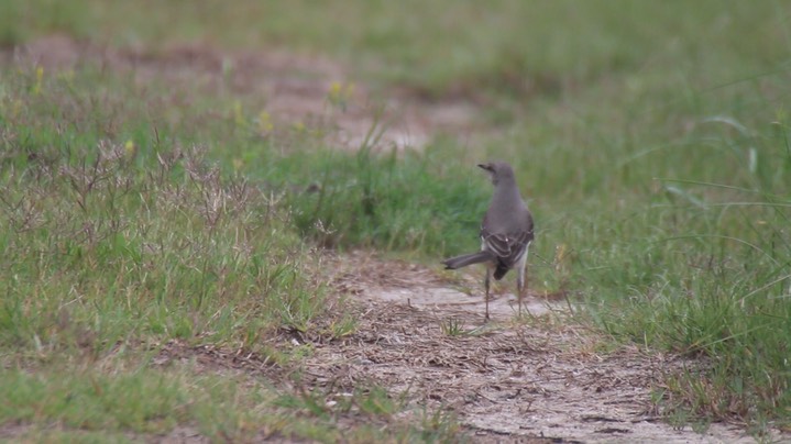 Mockingbird, Norrthern 1