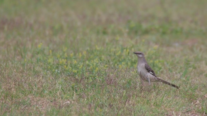 Mockingbird, Norrthern