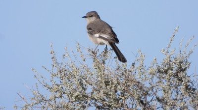 Mockingbird, Northern (Baja)